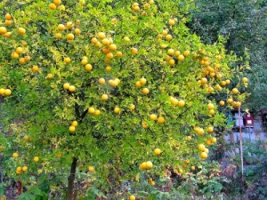 citronovník trojlisty_poncirus trifoliata_03